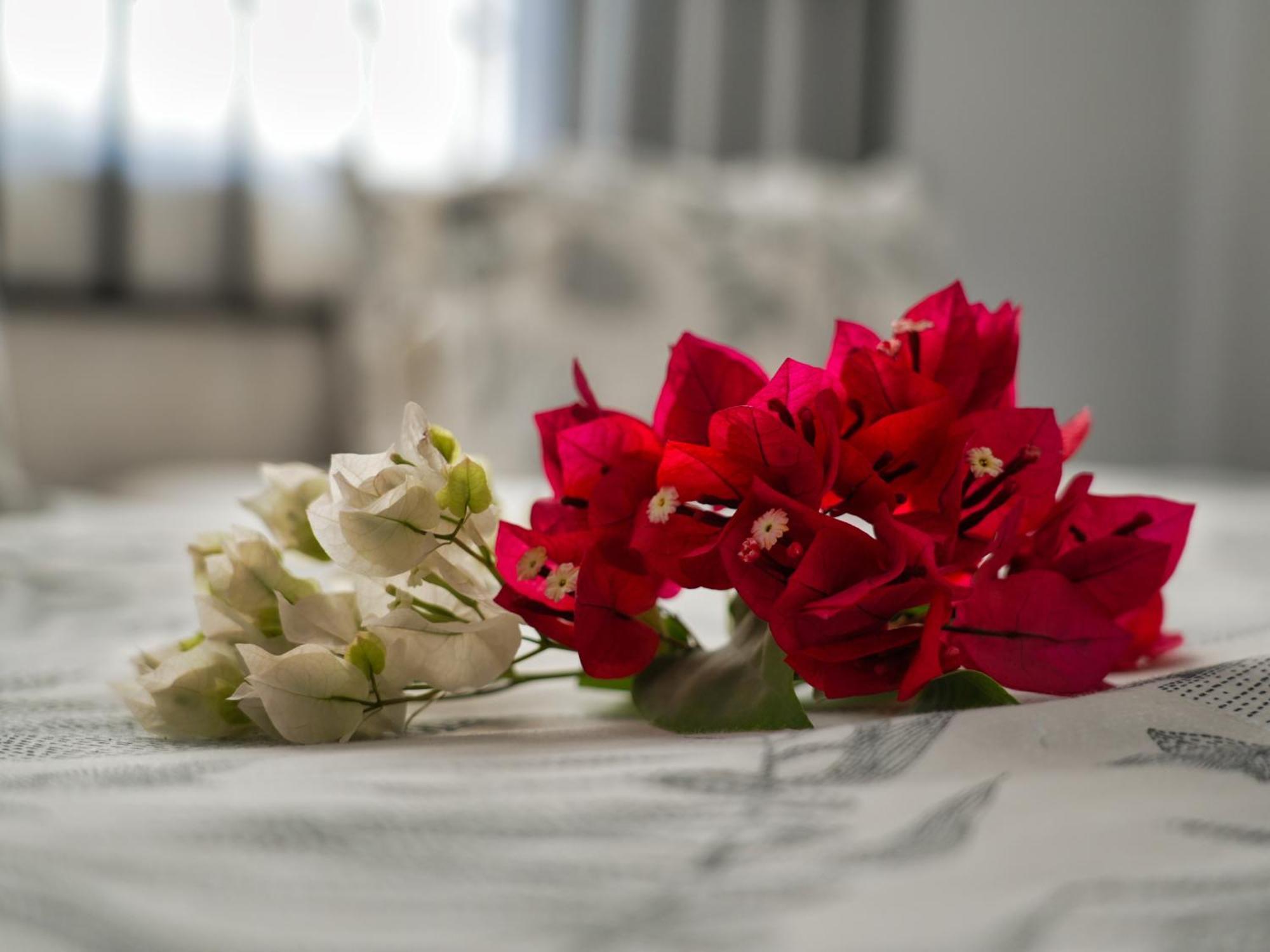 Golentle Home Stay Maun Pokoj fotografie