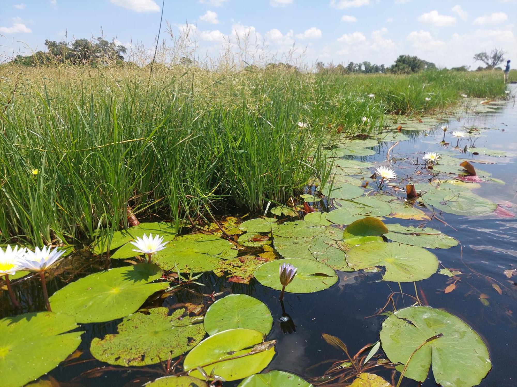 Golentle Home Stay Maun Exteriér fotografie